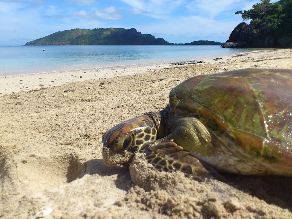 Naqalia Lodge Wayasewa Island Eksteriør billede